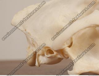 photo reference of skull 0006